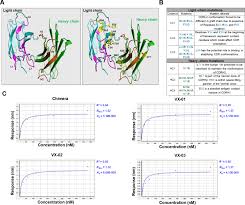 A humanized antibody against mucormycosis targets angioinvasion and  augments the host immune response | Science Translational Medicine