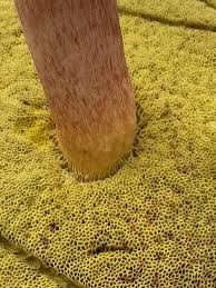 Image result for Boletus projectelloides