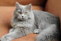 Blue Fluffy British Kittens Cats Russian Blue Cat Long Haired Cats