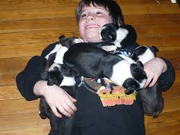 Hunter is still a young puppy/adolecen. Boston Terrier Puppies Youngstown Ohio Pets Lovers