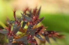 Image result for Bulbophyllum saltatorium