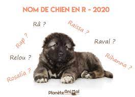 Maintenant que nous avons émis ces quelques conseils, nous allons dorénavant passer à la suite de notre article noms pour chiennes jolis et originaux et vous présenter notre sélection de prénom de. De 300 Idees De Nom De Chien En R Annee 2020
