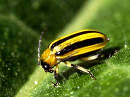 Buy kaolin clay and get the best deals at the lowest prices on ebay! How To Control Cucumber Beetles Organically Dengarden
