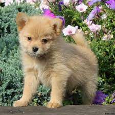 Find local pomeranian puppies for sale and dogs for adoption near you. Pomeranian Mix Puppies For Sale Greenfield Puppies