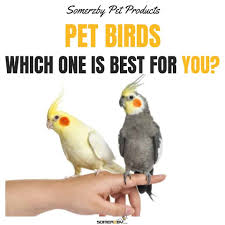 For starters, i'm terrible at keeping plants alive. Birds As Pets The Ultimate Guide To Choosing The Right Pet Bird 2019