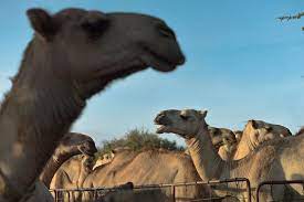 The head test is to find a camel. 38wkloytwk62wm