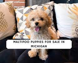 The dog world would not be complete without the maltipoo puppies. Maltipoo Puppies For Sale In Michigan Top 5 Breeders 2021 We Love Doodles