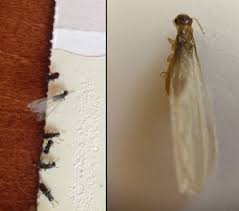 Termites are very similar to ants, and that's why many people are confusing them. April Showers Bring May Termites