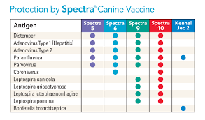 54 Logical Puppy Worming Schedule Chart