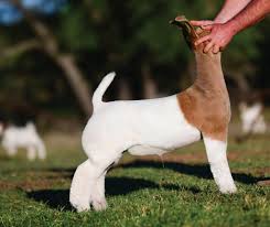 Williams-Jade-Bowers Sires 2024 by bolesmarketingco