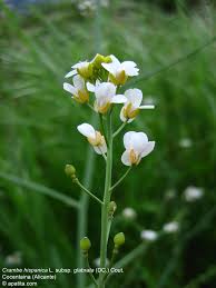 Image result for Crambe hispanica