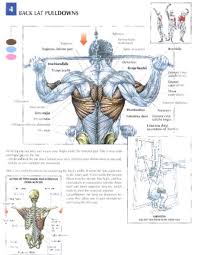 Keep your chest out and flexed throughout the move. 19 Trainin Anatomy Back Ideas Workout Muscle Anatomy Anatomy