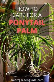 How Do You Care For A Ponytail Palm Indoors Smart Garden Guide Palm Plant Care Smart Garden Plants