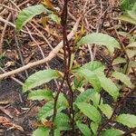 Image result for Tetracera alnifolia