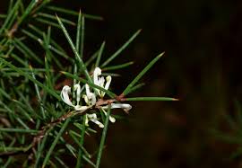 Image result for Faurea rubriflora