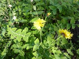 Image result for Sonchus dregeanus