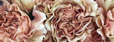 Our assortment of flowers is huge and we offer this selection in any. Northwest Wholesale Florists