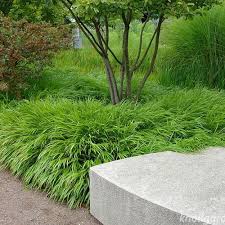 Image result for hakonechloa macra nicolas