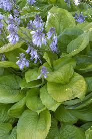Plantain lily 'sum and substance', 'sum and substance' hosta. Hosta Sum And Substance