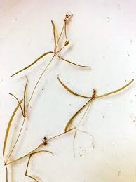 Image result for Potamogeton pusillus