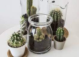 Los cactus son, la mayoría de las veces, plantas ornamentales con un aspecto único y muy fáciles de mantener. Deco Los Beneficios De Tener Cactus En Casa I Love It Bloglovin