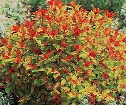 This popular variety features frilly clusters of bright. Pin On New Landscaping Plan