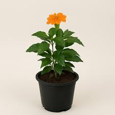 Image result for Crossandra infundibuliformis