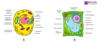 In fact, there is only one known eukaryote that lacks mitochondria entirely, the monocercomonoides, a species of protozoa found in the intestines of. Is There A Mitochondria In A Animal Cell Byju S