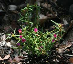 Image result for Portulaca kermesina