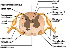 Gray matter (derived from embryonic mantle layer) is. Ch 12 Gross Anatomy Of The Spinal Cord
