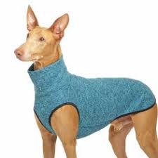 Add them now to this category in brooklyn, ny or browse best pet grooming for more cities. 350 Whippets Ideas In 2021 Whippet Greyhound Italian Greyhound