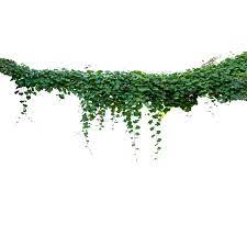 Pin En Cut Out Plants