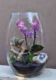 Orchids B Amp Q Orchids Air Plant Terrarium Succulent Terrarium Orchid Terrarium