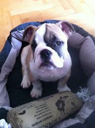 These traits and many others have made the breed extremely popular in all its forms, whether it's the english bulldog, the american bulldog, or the french bulldog. Bentley The English Bulldog Baby Boy English Bulldog Bulldog Bulldog Names