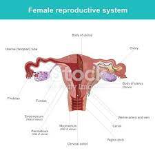 The human reproductive system and the ability to reproduce make life possible. The Female Reproductive System Contains Two Main Parts The Uterus Female Reproductive System Reproductive System Medical School Studying
