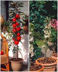 Der Saulenapfel Ballerina Malus Domestica Ist Ein Ideales Obstgeholz Fur Kleine Garten Er Wachst Schlank Aufrecht Und Obstbaume Kaufen Obstgeholze Garten