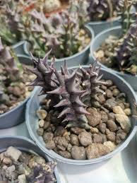 Image result for Euphorbia halipedicola