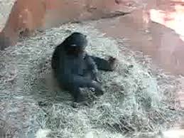 обезьяна выебала в рот жабу)))) watch online