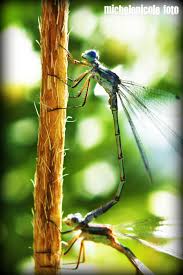 Dragonflies 3 Dragonfly Dreams Dragonfly Magical Pictures