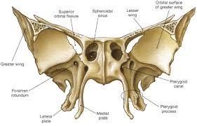 Axial Skeleton Skull Anatomy Bones Skull Anatomy Anatomy