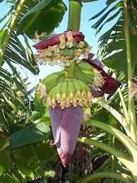 Banana In Surinam Natuur Bananen Bloemen