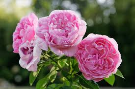 We did not find results for: Rose Inglesi Piante Da Giardino Rose Inglesi Caratteristiche