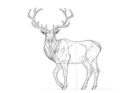 Come Disegnare Un Cervo Passo Dopo Passo Design E Illustrazione Sviluppo Di Siti Web Giochi Per Computer E Applicazioni Mobili