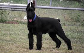 Check spelling or type a new query. Giant Schnauzer Author Shian Smith