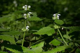 Image result for Ornithogalum flexuosum