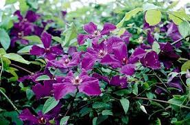 Flowers profusely and suitable as a cut flower. Clematis Powojnik Polish Spirit Baza Produktow Nasze Krzewy Krzewy I Sadzonki