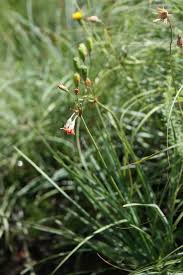 Image result for Tulbaghia acutiloba