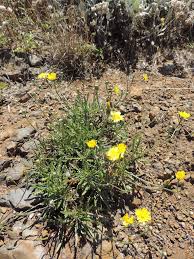 Image result for Tolpis