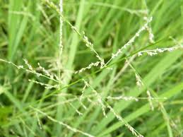 Image result for Steinchisma laxum