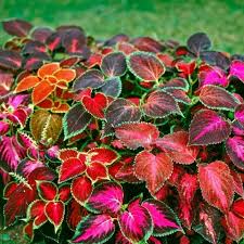 Image result for Coleus betonicifolius